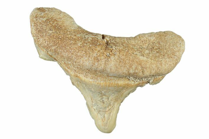 Pathological Otodus Shark Tooth - Morocco #252482